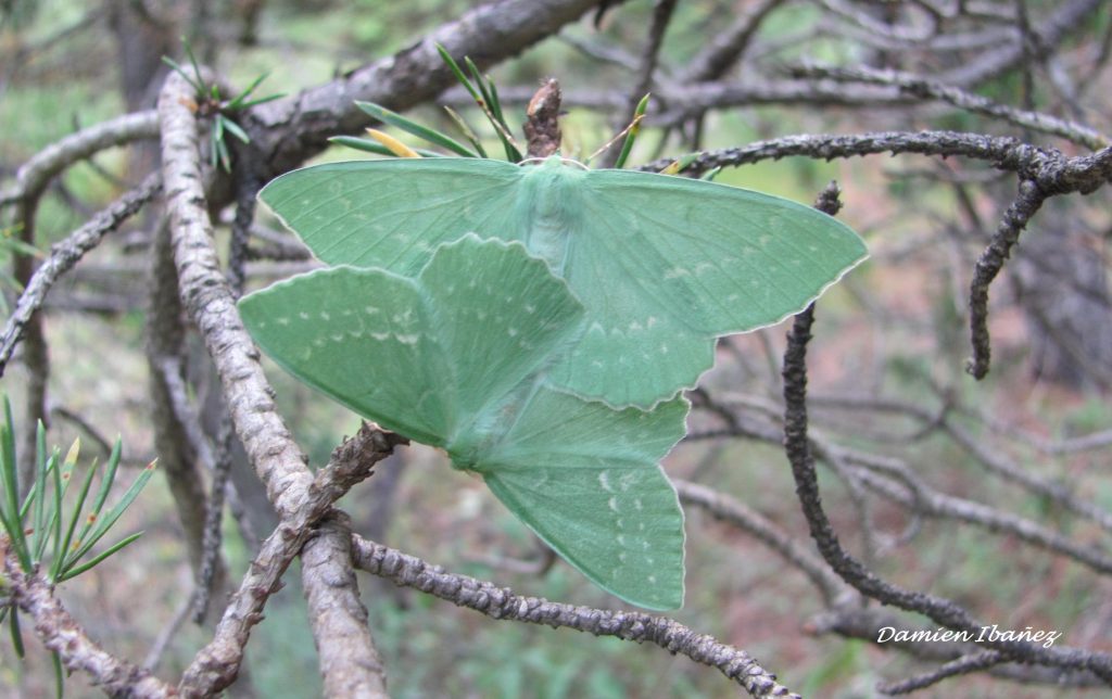 La Disparition Des Insectes Causes Et Solutions Scops